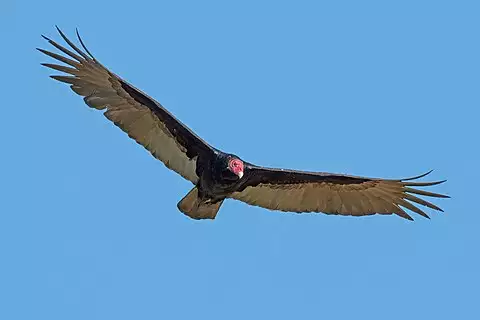 Image of Turkey Vulture