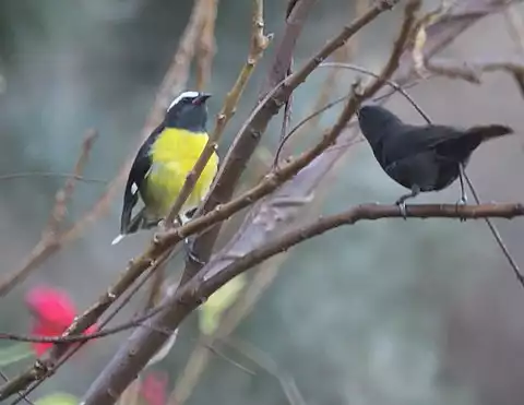 Image of Bananaquit