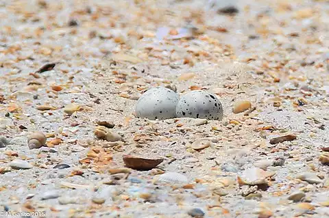 Image of Least Tern