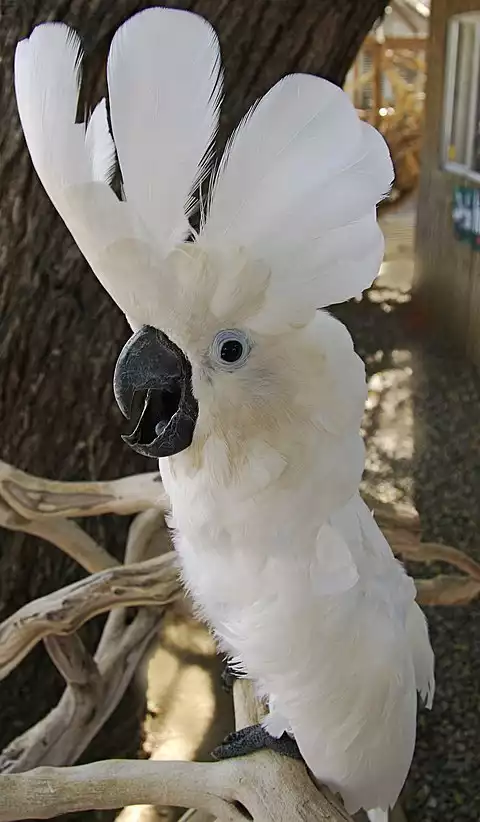 Image of White Cockatoo