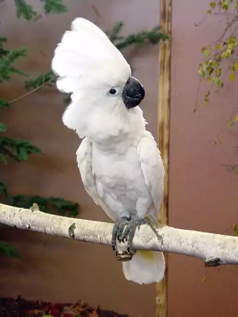 Image of White Cockatoo