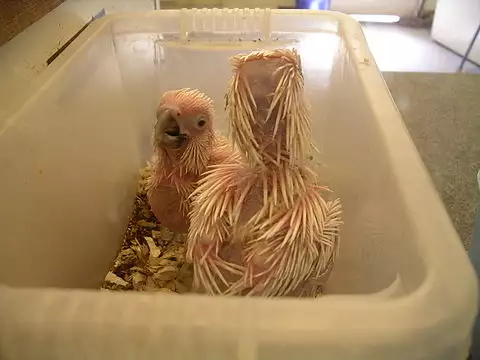 Image of White Cockatoo