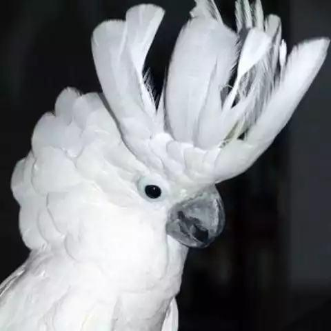 Image of White Cockatoo