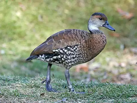 Image of West Indian Whistling-Duck