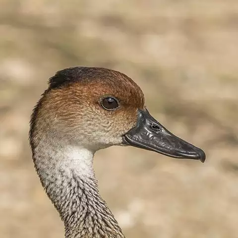 Image of West Indian Whistling-Duck