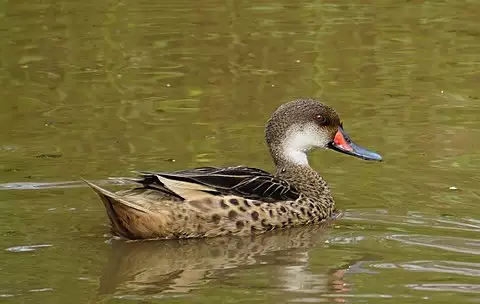 Image of White-cheeked Pintail