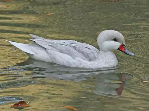 Image of White-cheeked Pintail