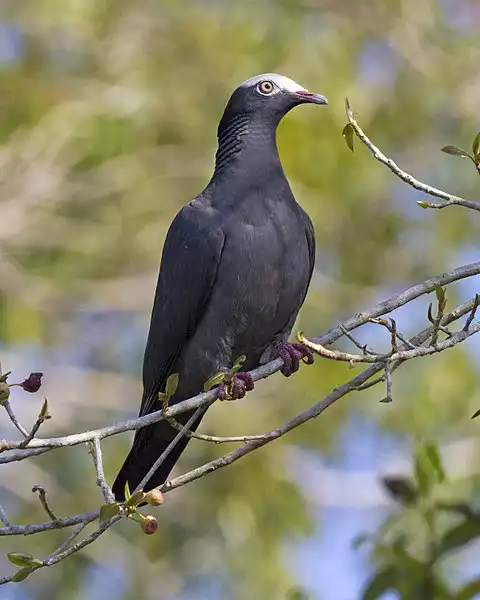 Image of White-crowned Pigeon