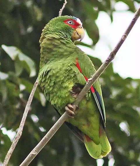 Image of White-fronted Parrot