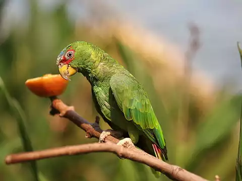 Image of White-fronted Parrot