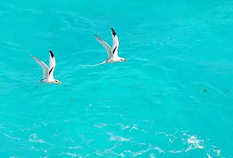 Image of White-tailed Tropicbird