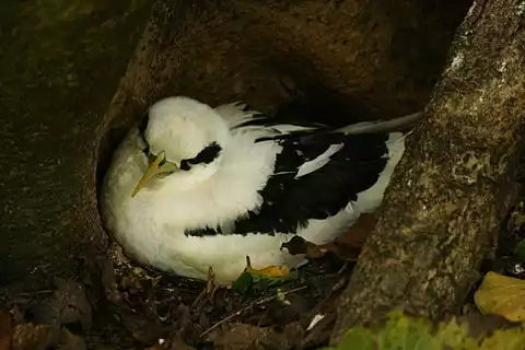 Image of White-tailed Tropicbird