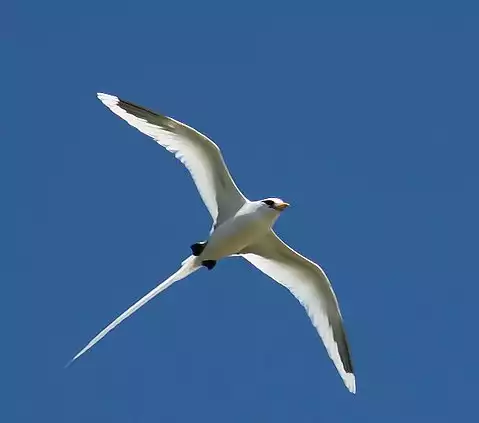 Image of White-tailed Tropicbird