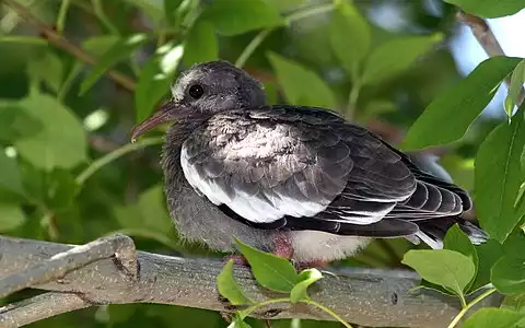 Image of White-winged Dove