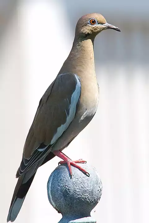 Image of White-winged Dove