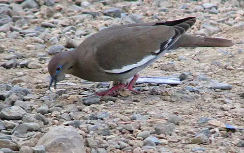 Image of White-winged Dove