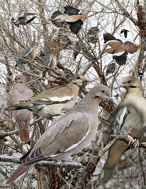 Image of White-winged Dove