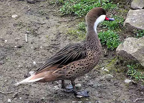 Image of White-cheeked Pintail