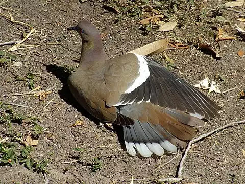 Image of White-winged Dove