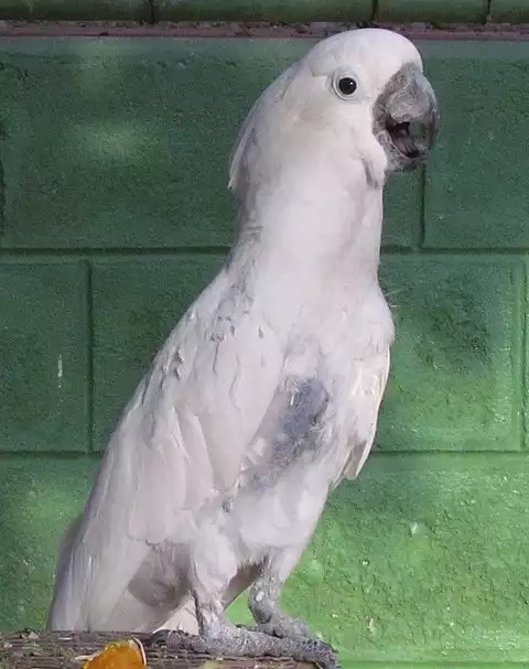 Image of White Cockatoo