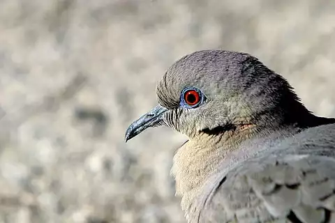 Image of White-winged Dove