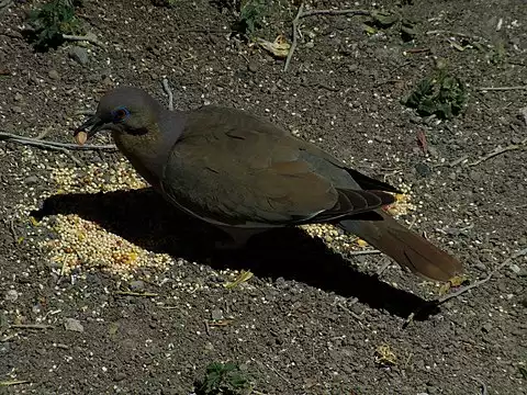 Image of White-winged Dove