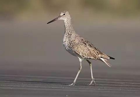 Image of Willet