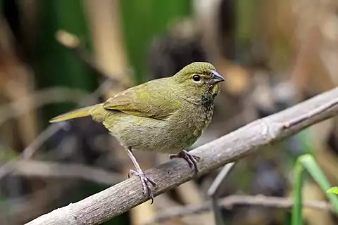 Image of Yellow-faced Grassquit