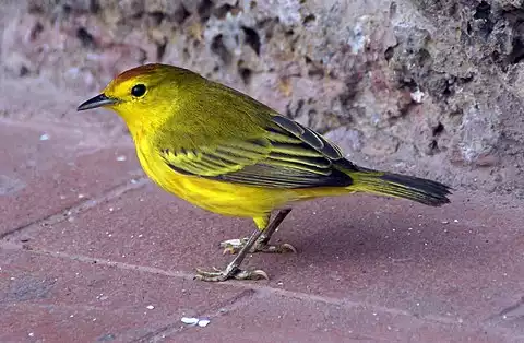 Image of Yellow Warbler