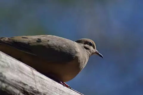 Image of Mourning Dove