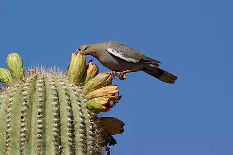 Image of White-winged Dove