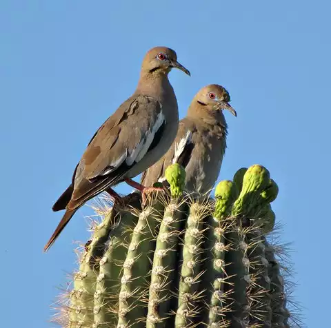 Image of White-winged Dove