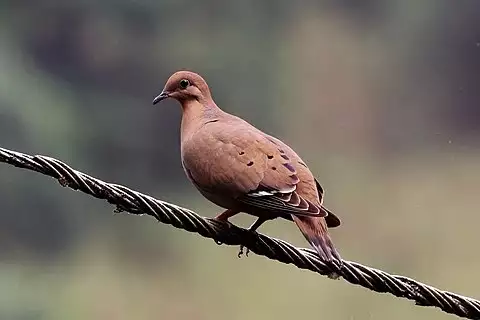 Image of Zenaida Dove