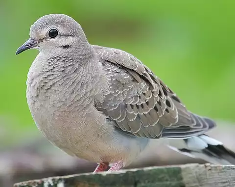 Image of Mourning Dove