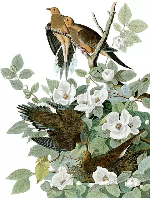 Image of Mourning Dove