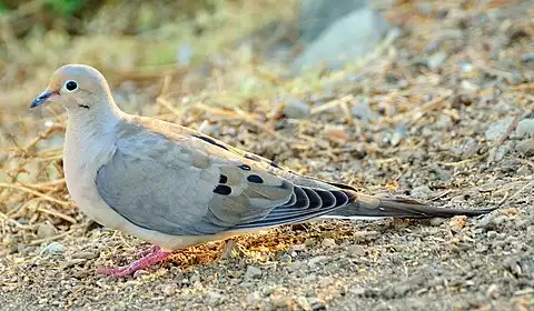 Image of Mourning Dove