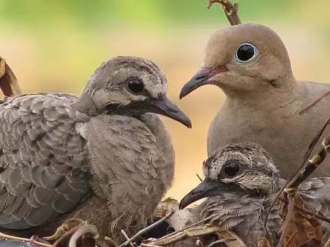 Image of Mourning Dove