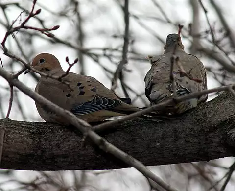 Image of Mourning Dove