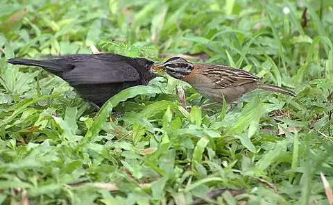 Image of Shiny Cowbird