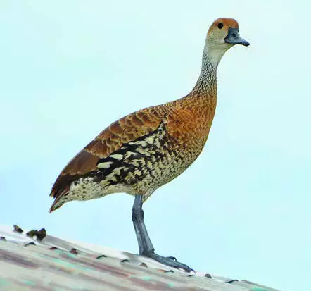 West Indian Whistling-Duck