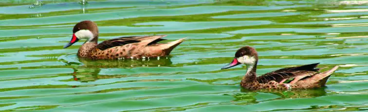 White-cheeked Pintail