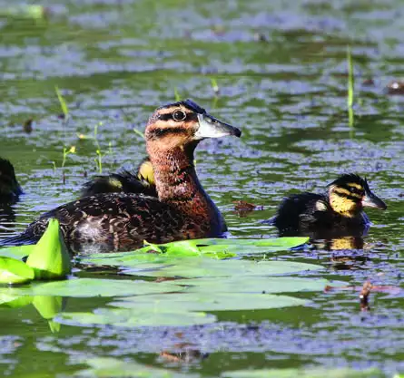 Masked Duck