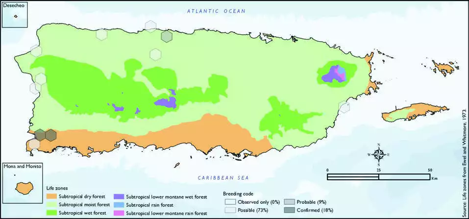 Masked Duck Distribution