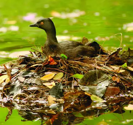 Least Grebe