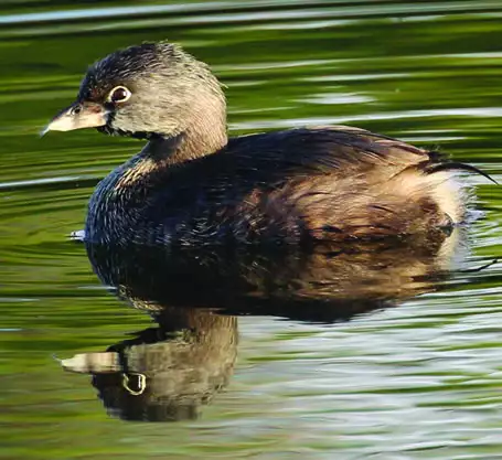 Pied-billed Grebe