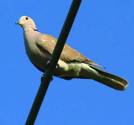 African Collared-Dove