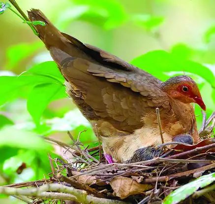 Ruddy Quail-Dove