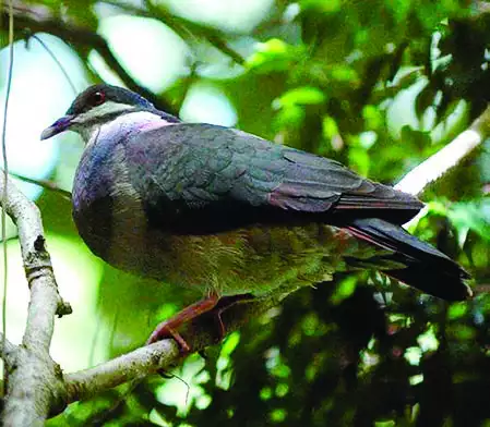 Bridled Quail-Dove