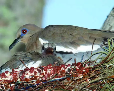 White-winged Dove