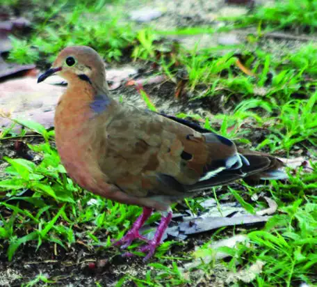 Zenaida Dove